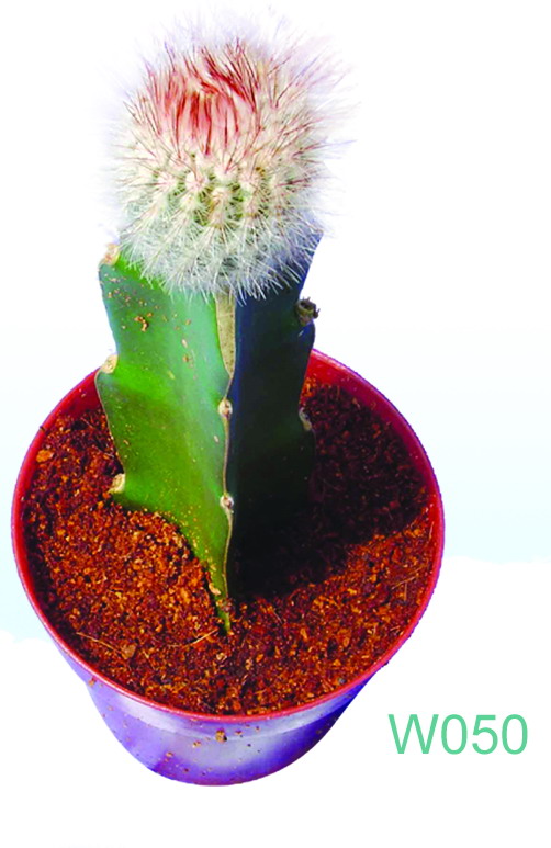  Notocactus Scopa Var. Ruberimus (Notoc tus Scopa Var. Ruberimus)