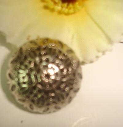 Plasic Button (Plasic кнопки)