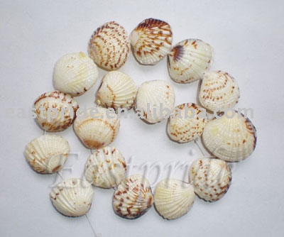 Shell Beads (SHBD033)