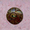 Bone Button (Bone Button)