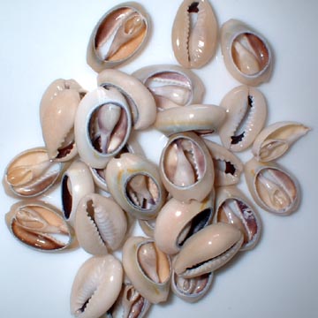 sea shell beads (perles en coquillages de mer)