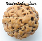 Rudraksha Java 6 Mukhi Beads (Rudraksha Java 6 Mukhi Perlen)