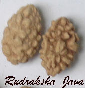 Rudraksha Oval Bead (Rudraksha Oval Bead)