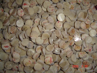 Trochus Button Blank
