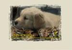 Junior T-Shirt Camo Puppy/oat L (Junior T-Shirt Camo Puppy/oat L)