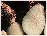 Raw Material for Button Industry