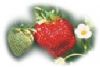 strawberry flavour (Saveur de fraises)