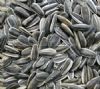 Sunflower Seeds