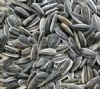 Sunflower Seeds (Sonnenblumenkerne)