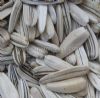 Sunflower Seeds
