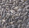 Sunflower Seeds