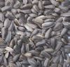 Sunflower Seeds (Sonnenblumenkerne)