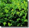 Herbal extract (Экстракт из лекарственных трав)
