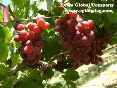 Flame Seedless Grapes (Flame Seedless Grapes)