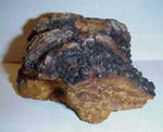 Chaga ()