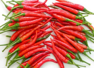 Chilli (chili)