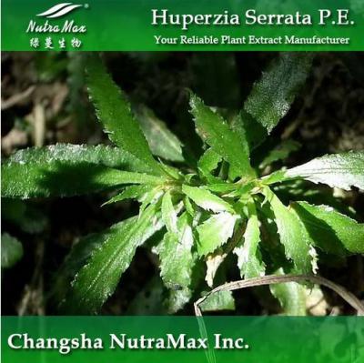 Huperzine Serrate Extract(sales06@nutra-max.com) (Huperzine Serrate Extract(sales06@nutra-max.com))