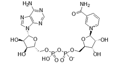 Nicotinamide adenine dinucleotide,Diphosphopyridine nucleotide (DPN+), Coenzyme ()