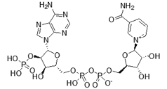 Nicotinamide adenine dinucleotide phosphate, (NADP+) ()