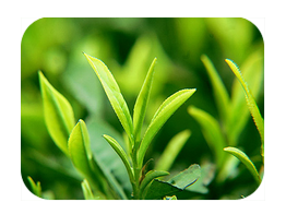 Green Tea Extract (Green Tea Extract)