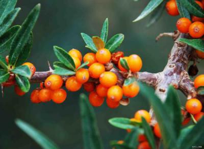 Seabuckthorn Seed Oil Cas No 225234-03-7