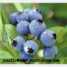 Blueberry anthocyanin