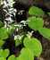 Horny Goat Weed Extract(icariin)/Epimedium P.E (jesslie@snowlotusbiotech.com) (Horny Goat Weed Extract(icariin)/Epimedium P.E (jesslie@snowlotusbiotech.com))