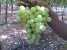 Early Sweet Seedless Grapes (Early Sweet Seedless Grapes)