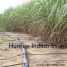 Water Saving Drip Tape Kit For Sugarcane Farms ()