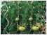 Tomato Spiral Stakes ()