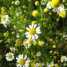 Camomile Extract (Camomile Extract)