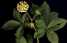 Siberian Ginseng P.E.