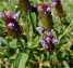 Spica prunellae extract