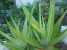 Aloe Vera extract (Aloe Vera extract)