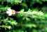Eyebright Extract