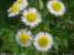 Feverfew Extract