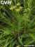Chinese Thorowax Root (Chinese Thorowax Root)