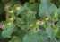 Burdock Root Extract (Burdock Root Extract)
