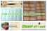 wood ice cream sticks,wood ice cream spoons,wood craft sticks,wood jumbo hobby s