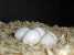 Fresh and fertile parrot eggs ()