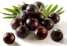 Acai berry Extract-Anthocyanin & Polyphenols ()