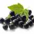 Black Currant Extract- Anthocyanidins ()