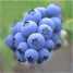 Blueberry Extract-Anthocyanidin ()