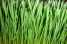 Wheat Grass Extract(sales06@nutra-max.com) (Wheat Grass Extract(sales06@nutra-max.com))