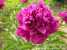  herbaceous peony (пион травянистый)