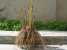 Chinese tree peony bare roots for sale