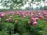 wholesale tree peony flower varieties from nursery ()