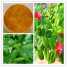 Andrographis Paniculata Extract 5% Andrographolides ()