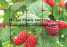 anti bird net&mesh agriculture anti bird net&mesh plastic mesh netting(factory)