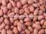 blanched peanut kernel ()